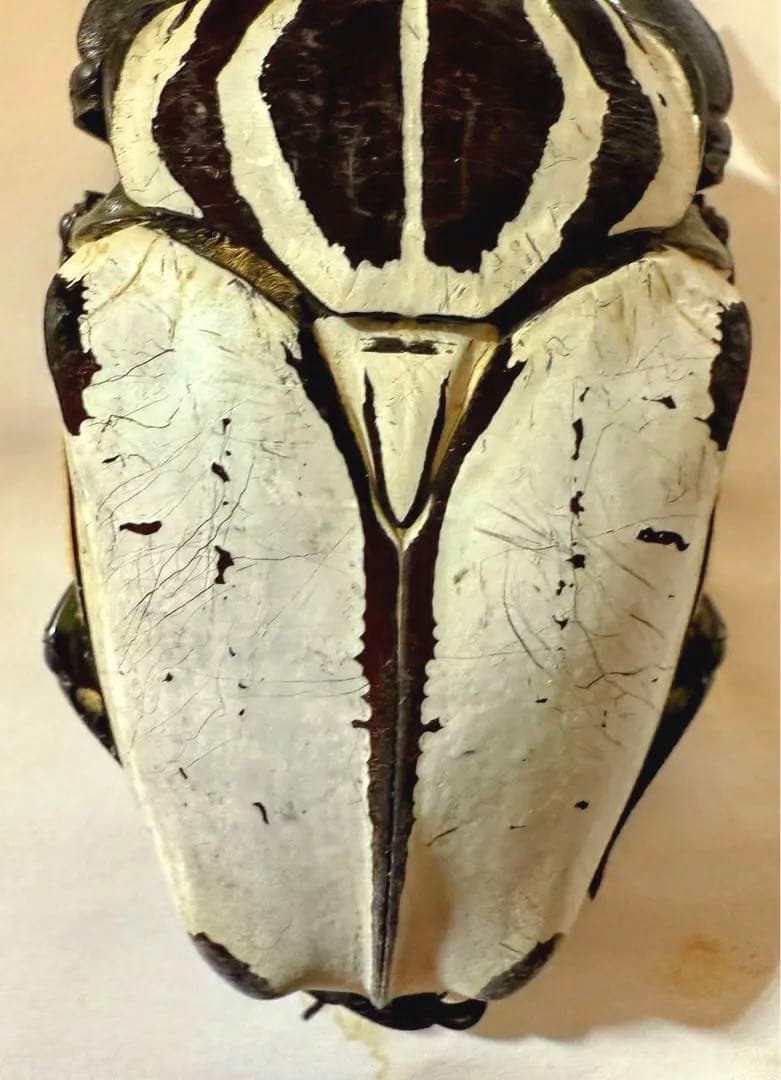 カメルーン　ゴライアスオオツノハナムグリ　約93mm M8