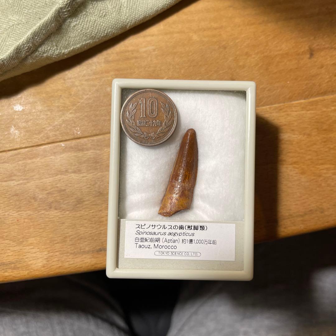 スピノサウルスの歯の化石（モロッコ産）
