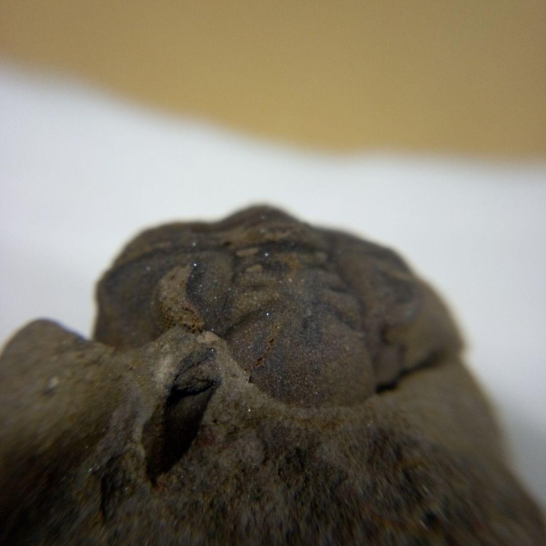 三葉虫　化石　三葉虫化石　究極のレトロ　fossil　ボリビア産　化石管理番号⑭