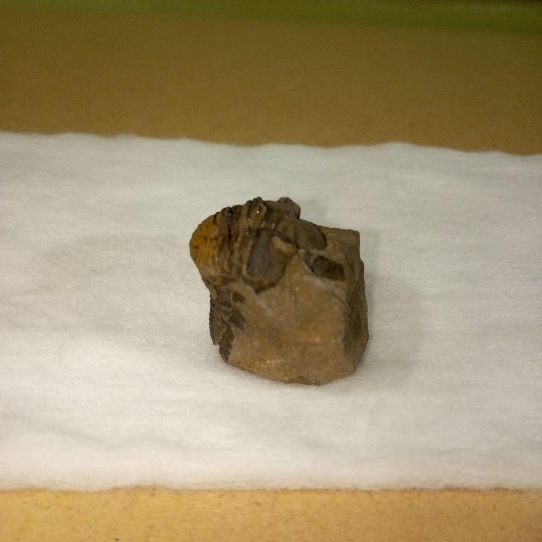 三葉虫　化石　三葉虫化石　究極のレトロ　fossil　ボリビア産　化石管理番号⑭