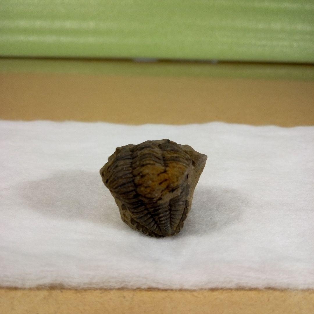 三葉虫　化石　三葉虫化石　究極のレトロ　fossil　ボリビア産　化石管理番号⑭