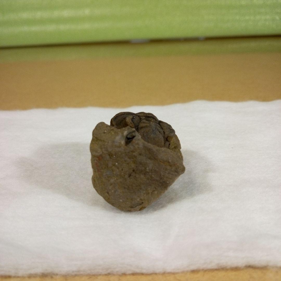 三葉虫　化石　三葉虫化石　究極のレトロ　fossil　ボリビア産　化石管理番号⑭