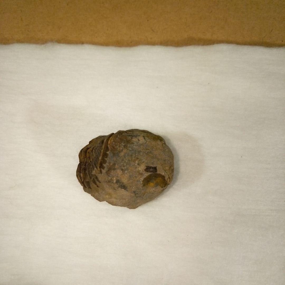 三葉虫　化石　三葉虫化石　究極のレトロ　fossil　ボリビア産　化石管理番号⑭