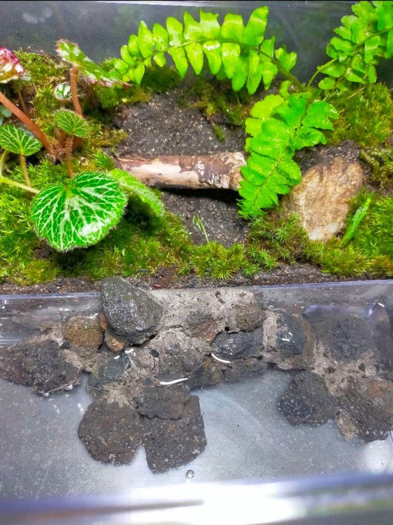 隠れ家のある苔テラリウム飼育ケース、カエル、イモリ、取り外し可、掃除楽、足場あり