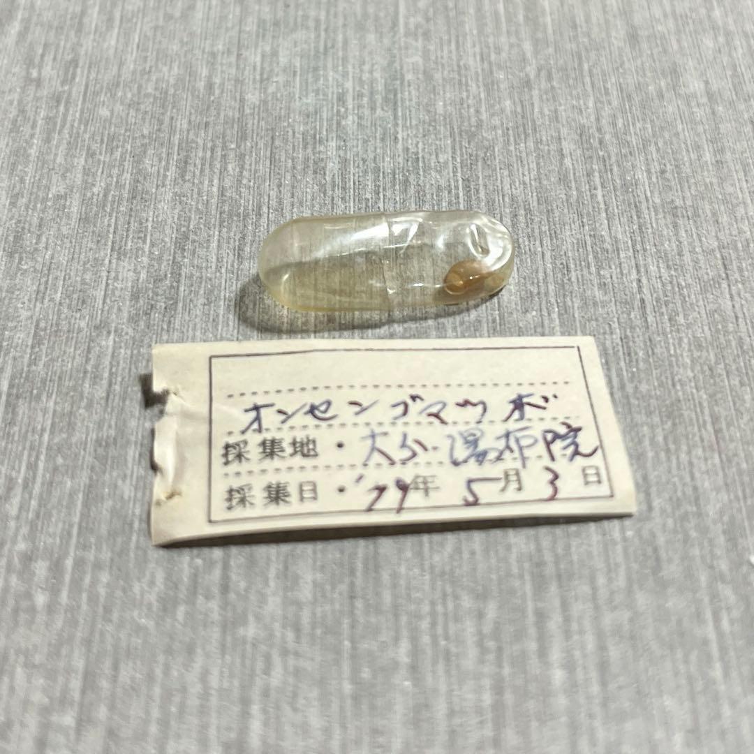 m*g様 激レア　美品　大分県産　蓋付き　オンセンゴマツボ