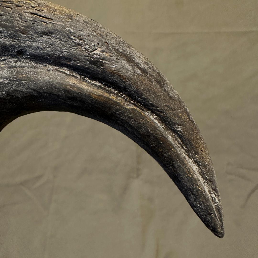 アロサウルス ハンドクロウ かぎ爪 化石標本 肉食恐竜 獣脚類 1498