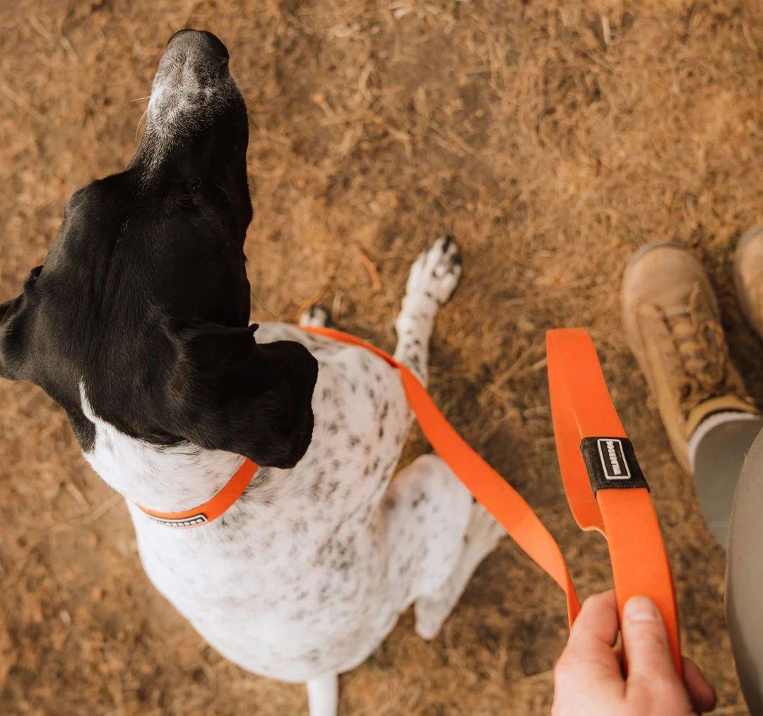 がっちゃん様　新品未使用　WILDERDOG 防水リード他セット販売