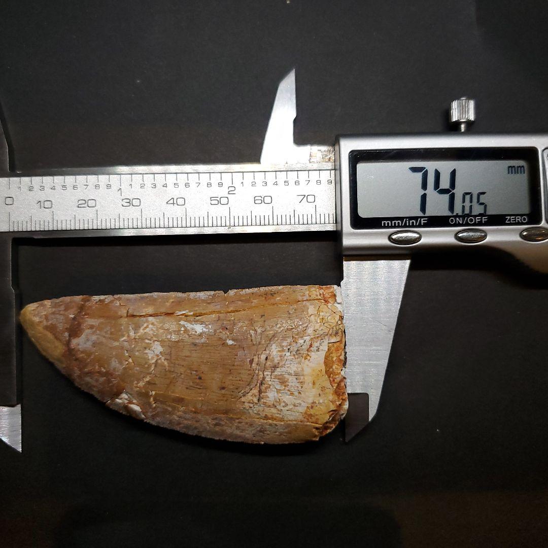 カルカロドントサウルス 歯 化石 本物 モロッコ産 74.06mm fr91