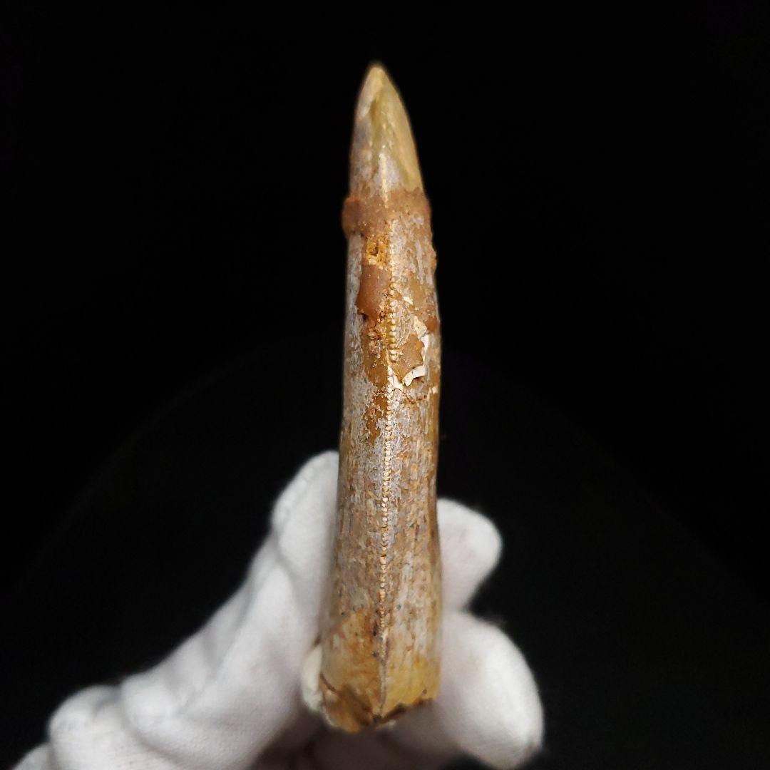 カルカロドントサウルス 歯 化石 本物 モロッコ産 74.06mm fr91