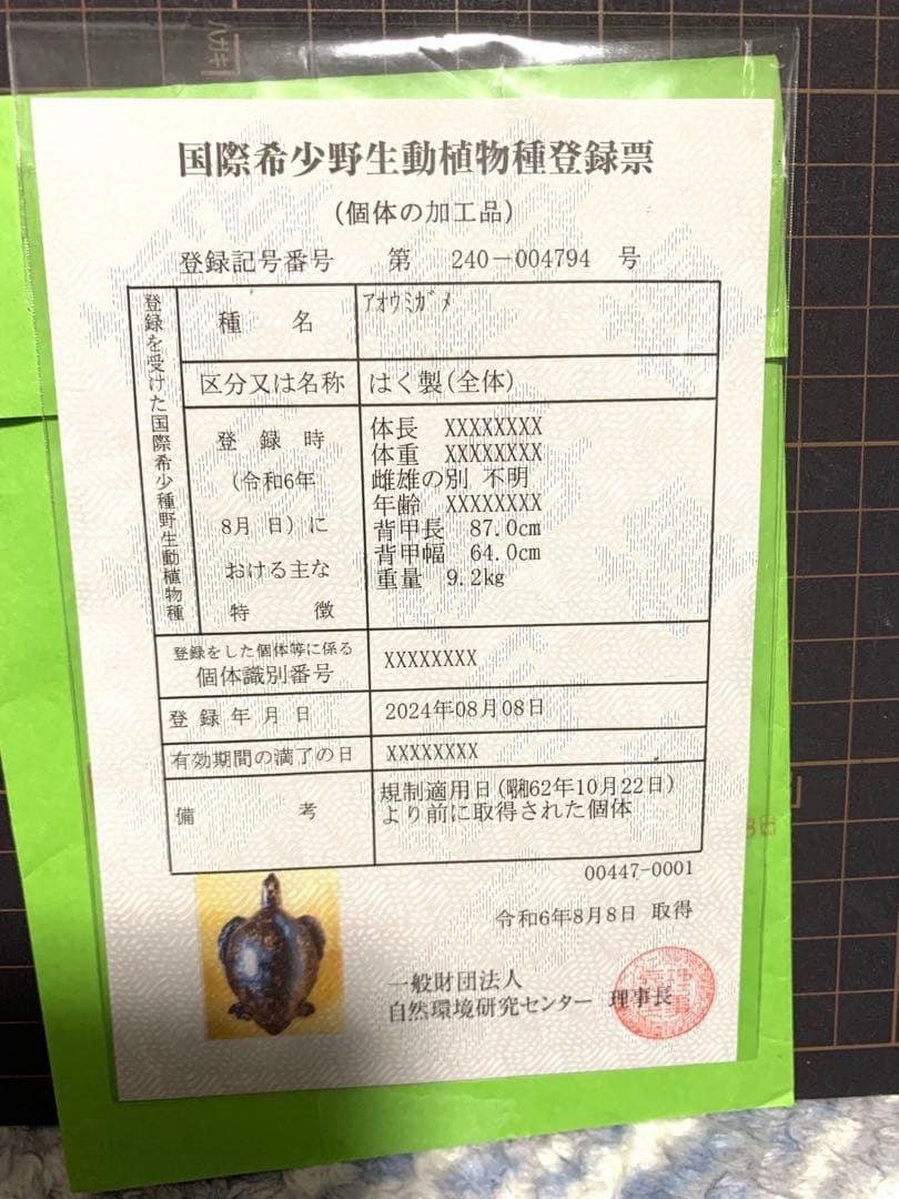 引き取りのみ❗️　アオウミガメ　剥製　国際希少野生動植牧種登録票付き　配送不可