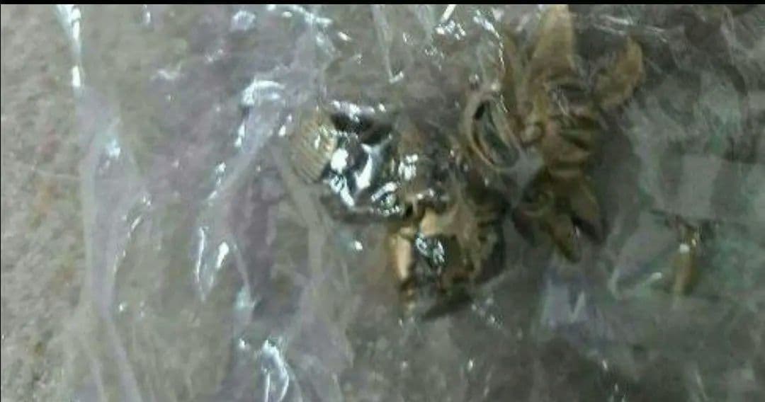 ドラゴンボールカプセル　孫悟空　じっちゃん　新品未開封　ボーナス付き　ドラカプ