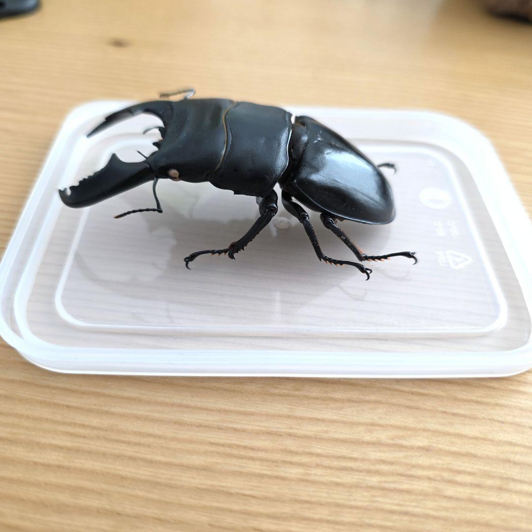 スマトラヒラタクワガタ 標本 80mm