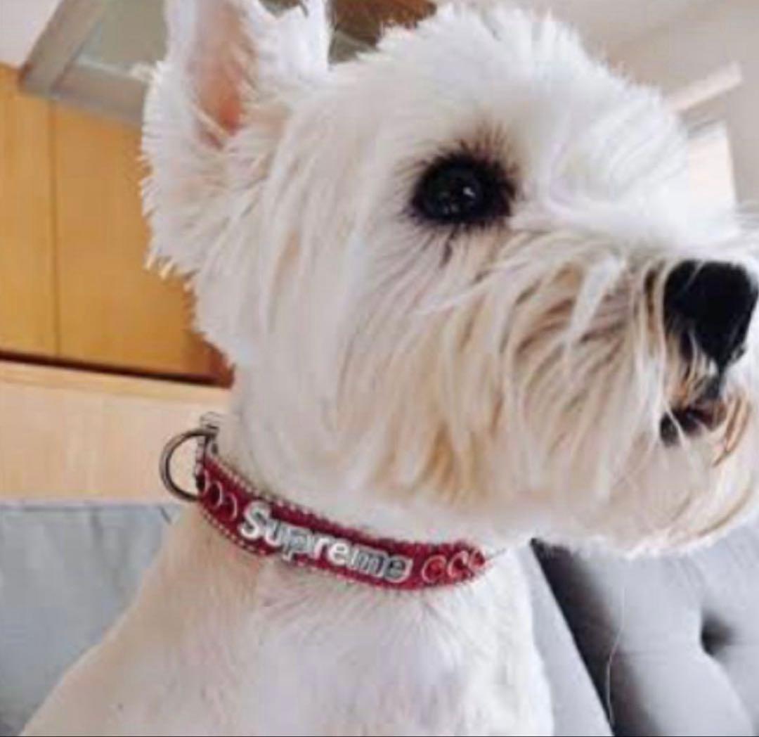 未使用Supreme B.B.Simon DogCollar シュプリーム 首輪