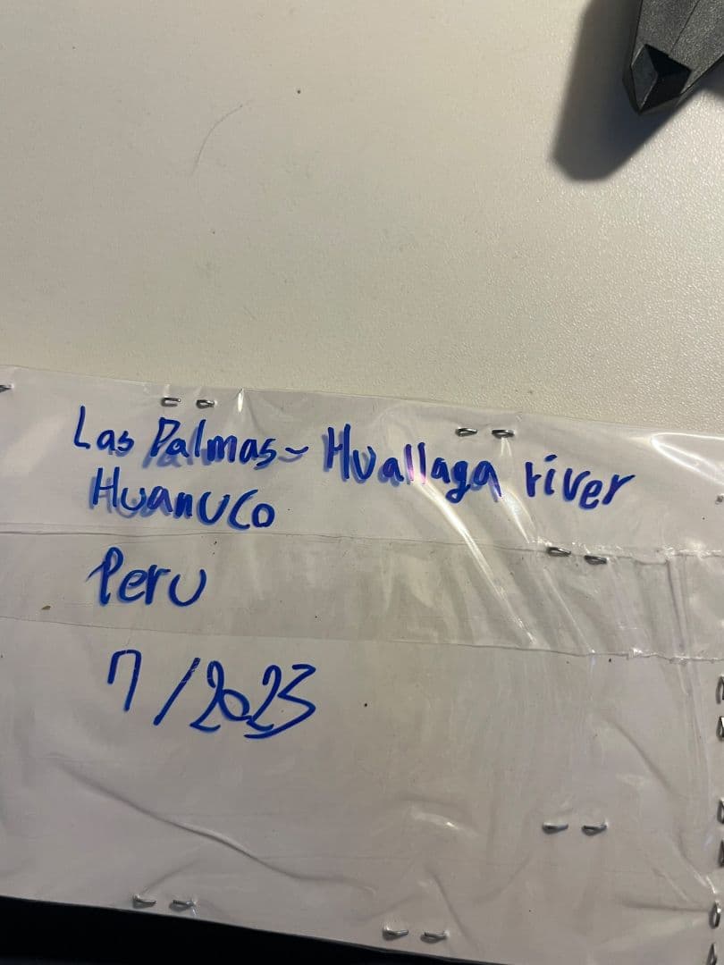 【未展足153mm】オオキバウスバカミキリ標本 Macrodontia昆虫標本