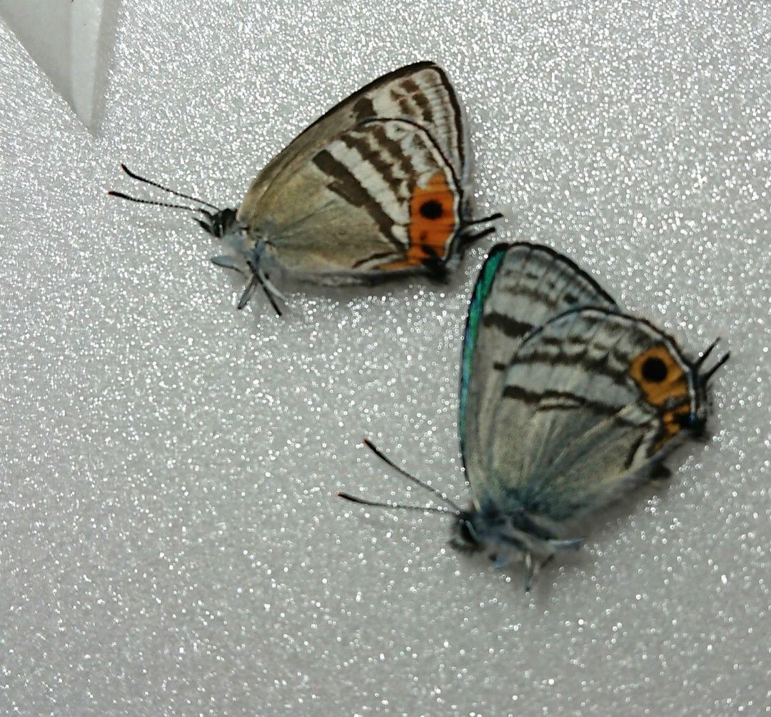 まる‼️ フジミドリ10ペア