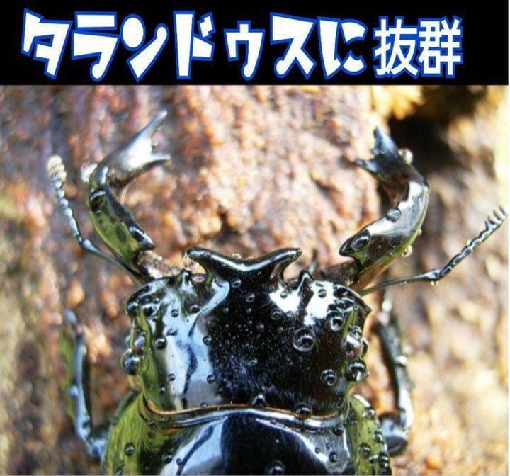 極上！カワラタケ菌糸瓶【6本】特殊アミノ酸強化配合！タランドゥス・オウゴンオニに