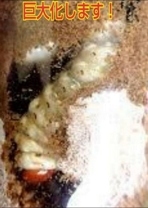 極上！黒アワビタケ菌糸瓶【9本】初令、2令に最適なサイズ！ニジイロクワガタに！