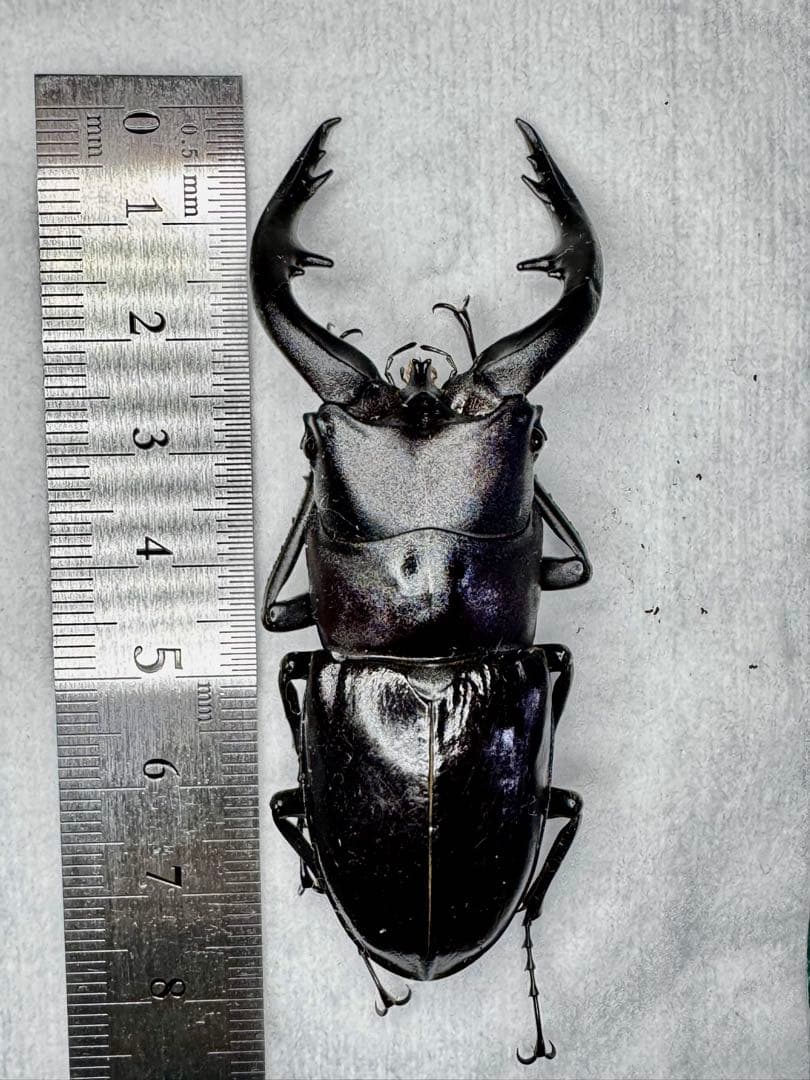 オキナワヒラタクワガタ 野外品ペア標本