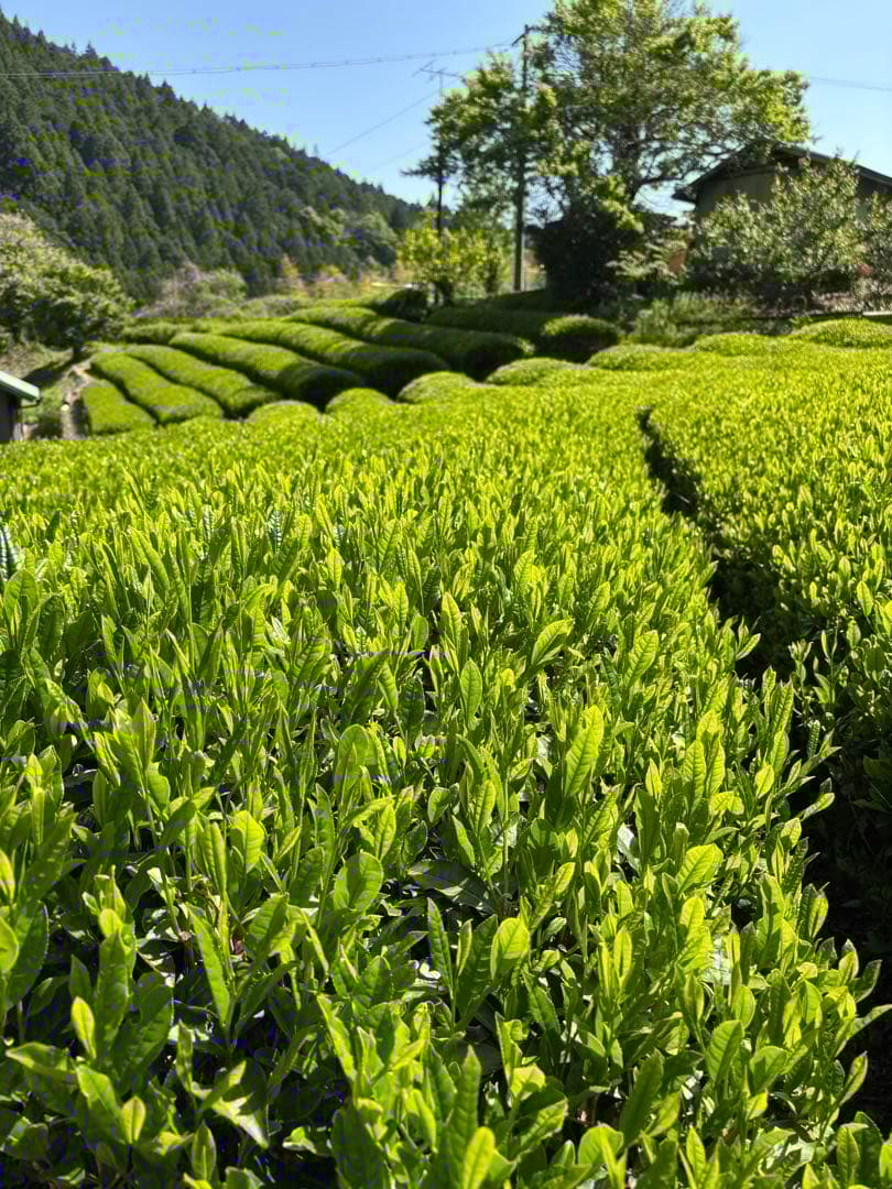 令和７年度新茶