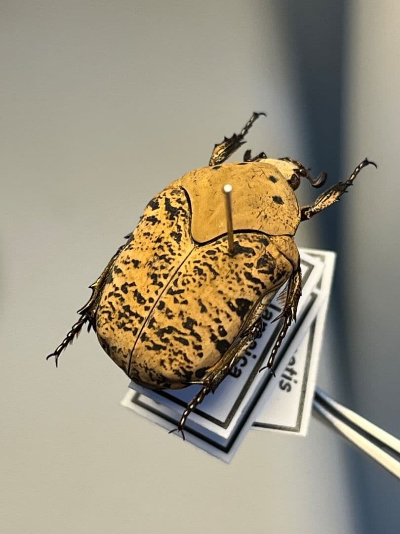 【21mm】ウスイロアヤヒシムネハナムグリ 標本カナブン プラチナコガネタマムシ