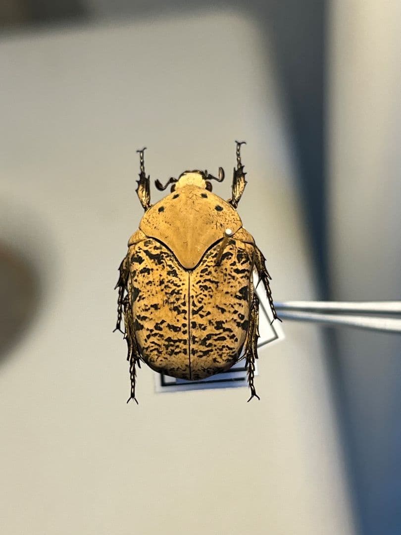 【21mm】ウスイロアヤヒシムネハナムグリ 標本カナブン プラチナコガネタマムシ