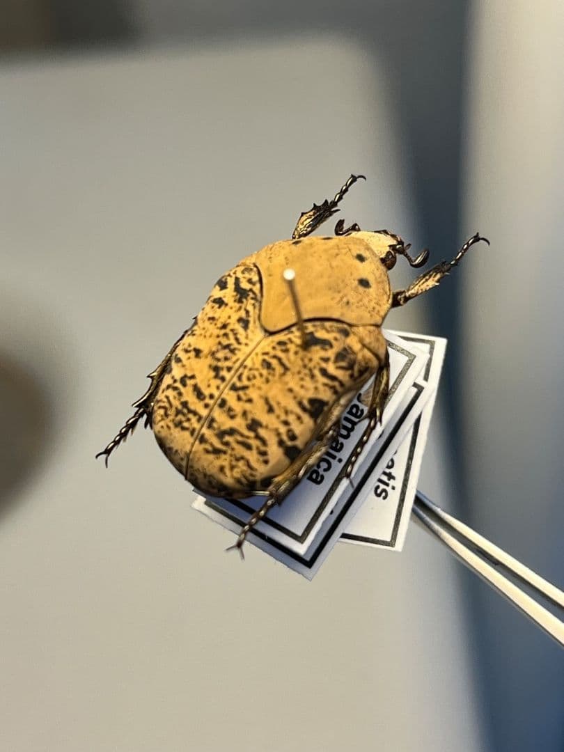 【21mm】ウスイロアヤヒシムネハナムグリ 標本カナブン プラチナコガネタマムシ