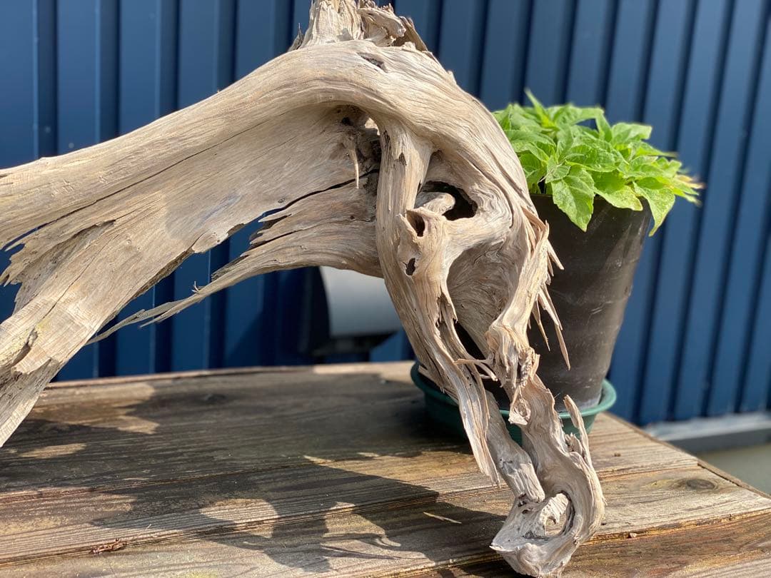 特大 良型 流木 A801 ホーンウッド