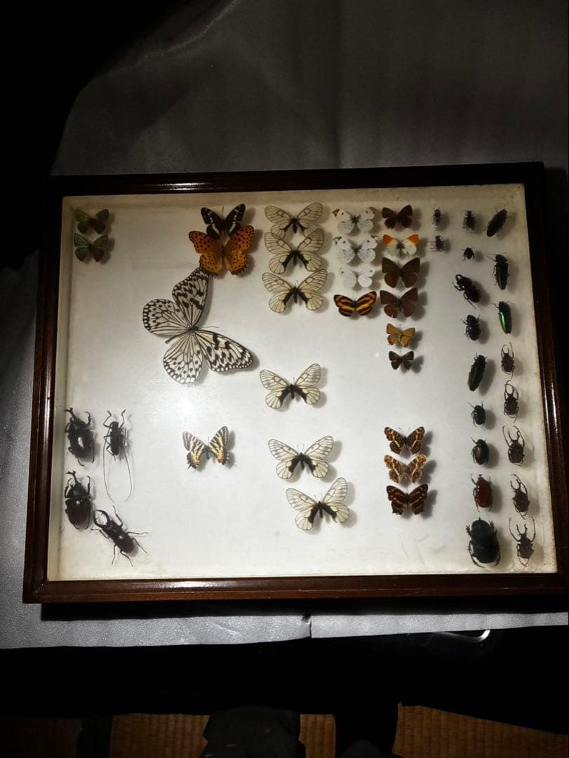 蝶　昆虫　カブトムシ　クワガタなどの標本　３つセット