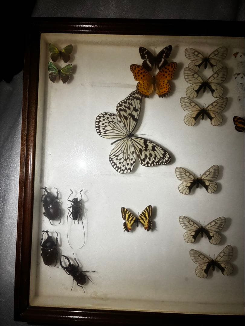 蝶　昆虫　カブトムシ　クワガタなどの標本　３つセット