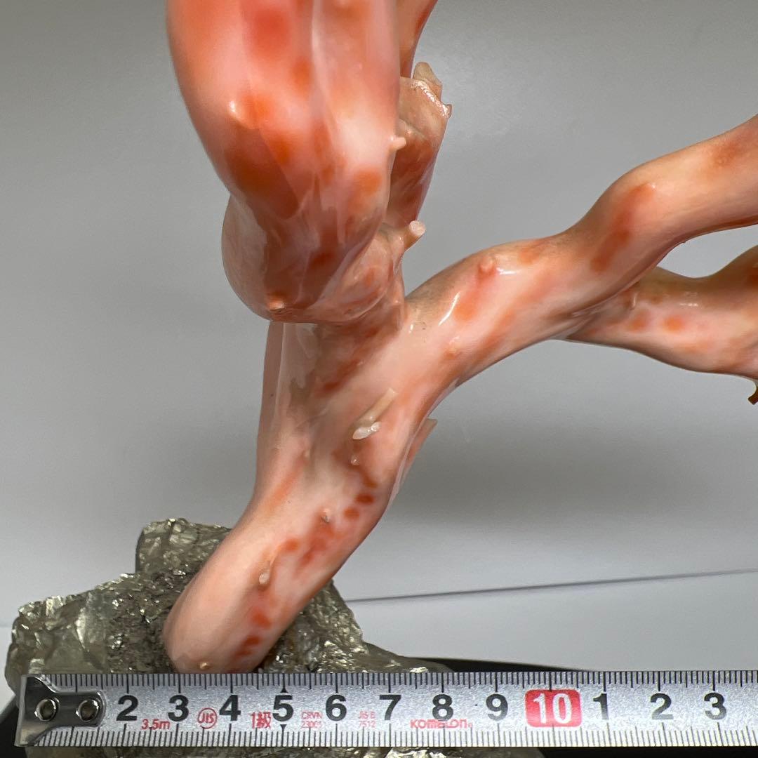 特大　極太桃色珊瑚　台付　3674g 東Y7-1106☆2Fトコオ