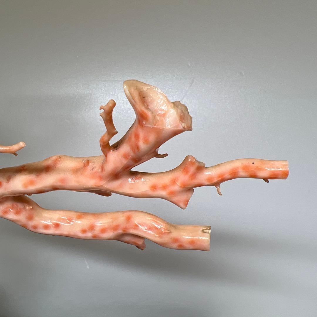 特大　極太桃色珊瑚　台付　3674g 東Y7-1106☆2Fトコオ