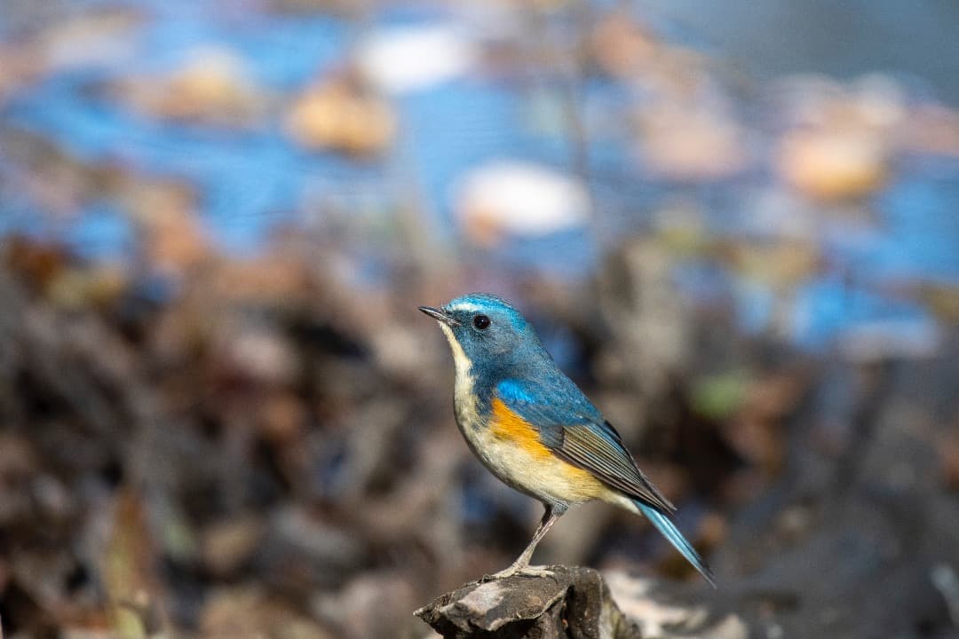 AF-S NIKKOR 200-500mm f/5.6E ED VR　おまけ付き