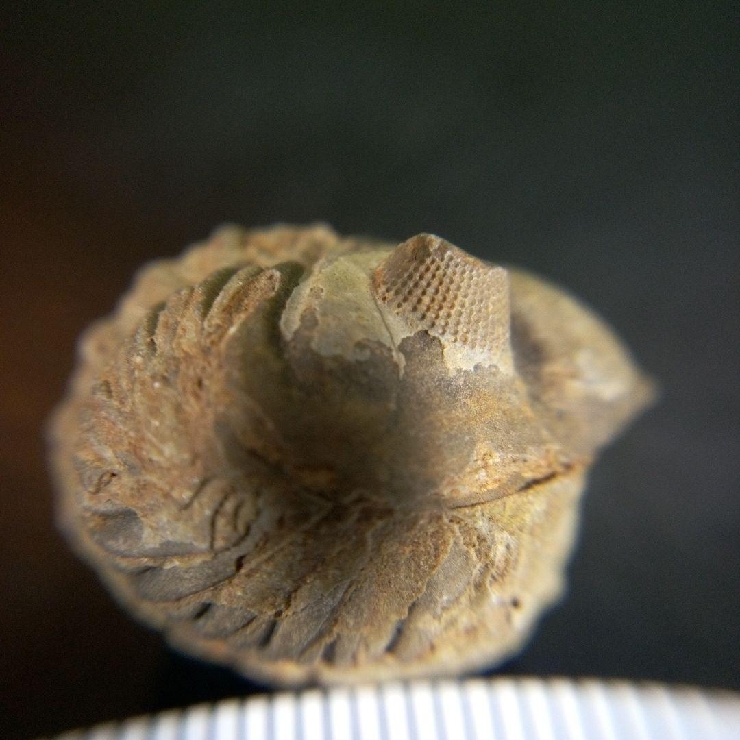 三葉虫　化石　fossil　ボリビア産　trilobite　海生動物個体②