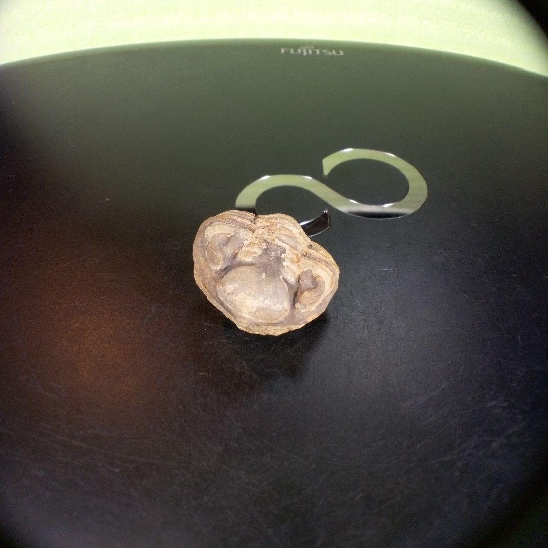 三葉虫　化石　fossil　ボリビア産　trilobite　海生動物個体②