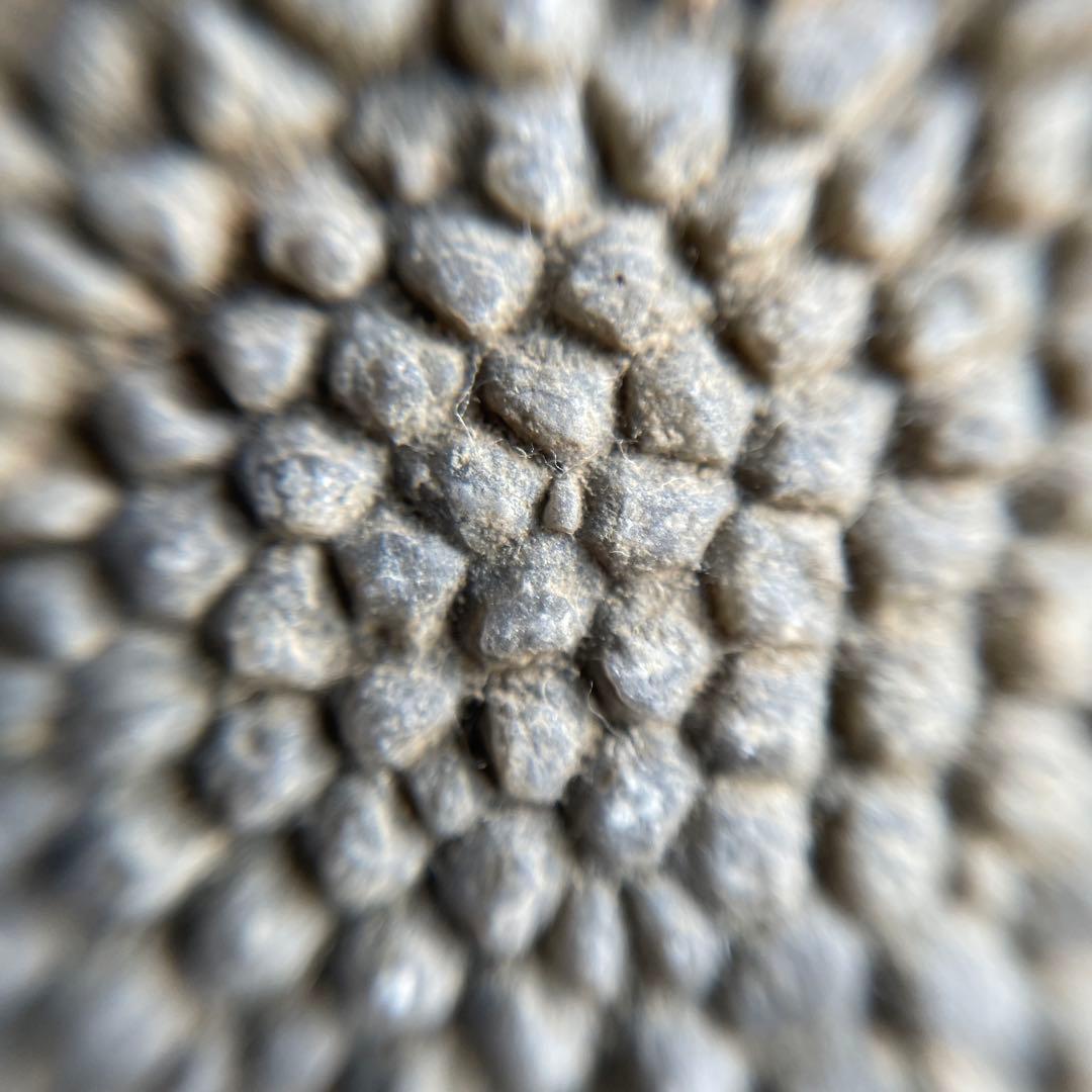 蛇体石　ミケリニア　化石