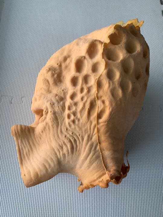 プレデター　1/1ヘッド　プロップレプリカ