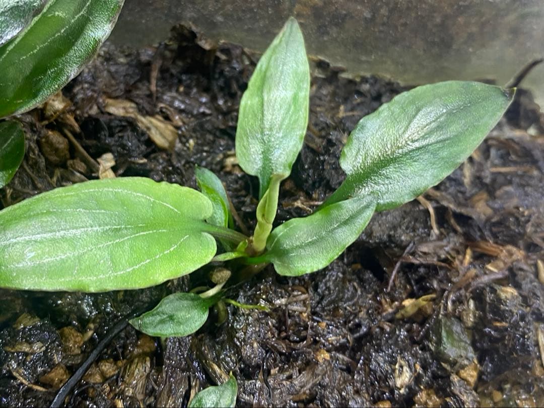 Cryptocoryne sp. philippines min-2【LA便】