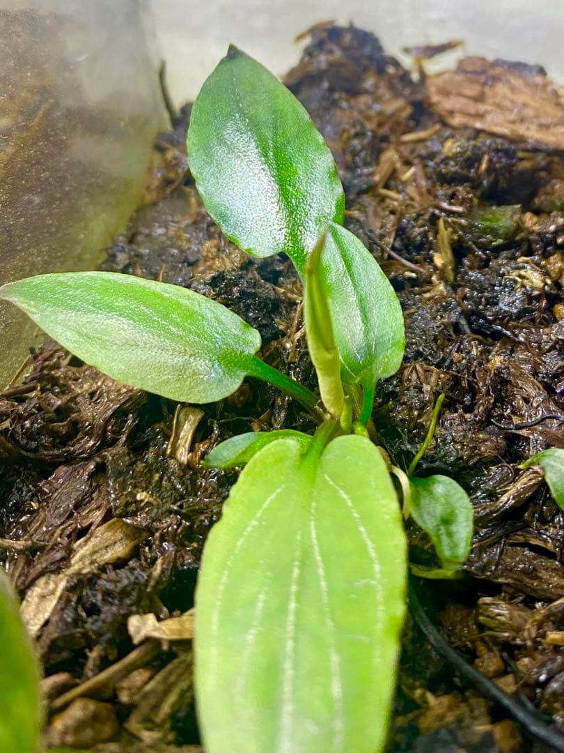 Cryptocoryne sp. philippines min-2【LA便】