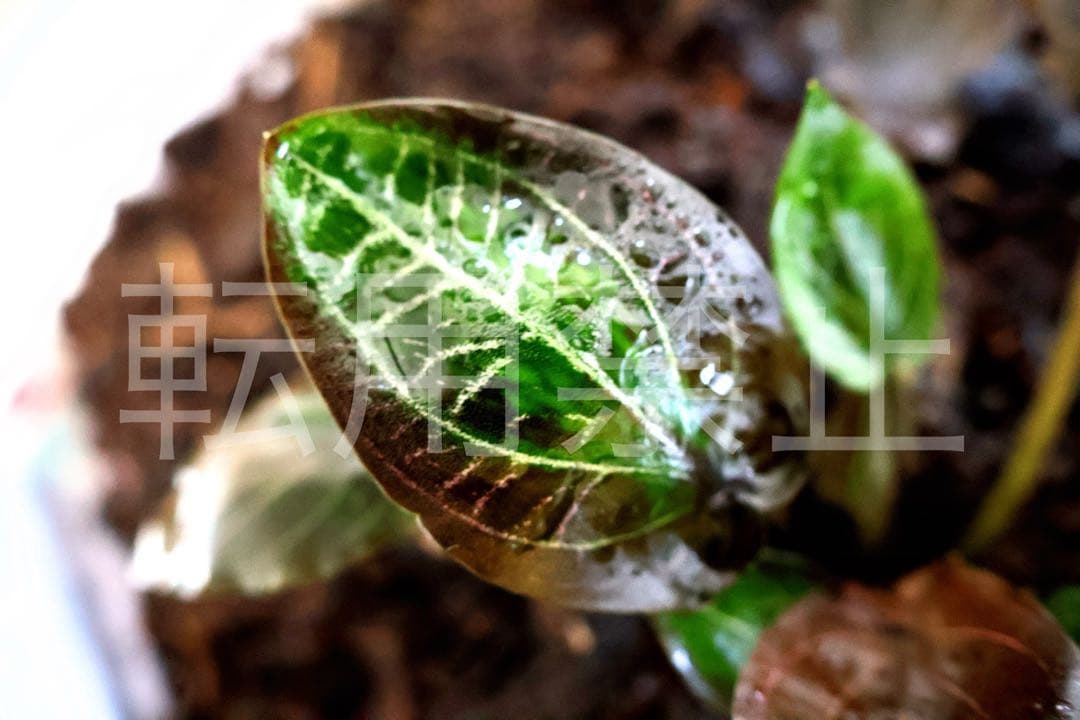 Cryptocoryne sp. philippines min-2【LA便】