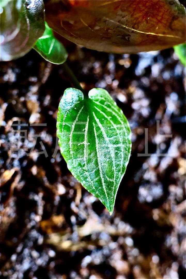 Cryptocoryne sp. philippines min-2【LA便】