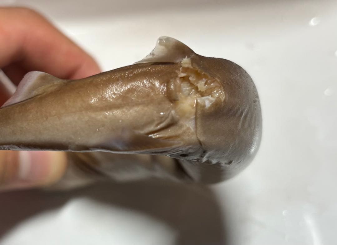 ダルマザメ液浸標本