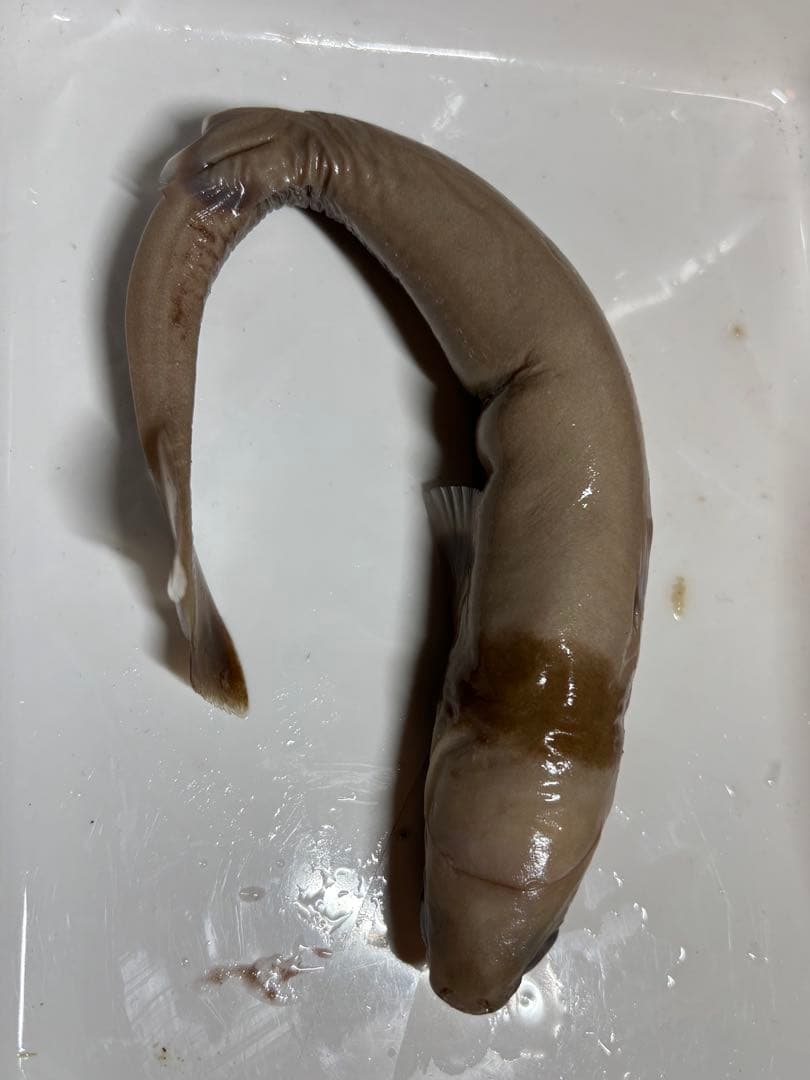 ダルマザメ液浸標本