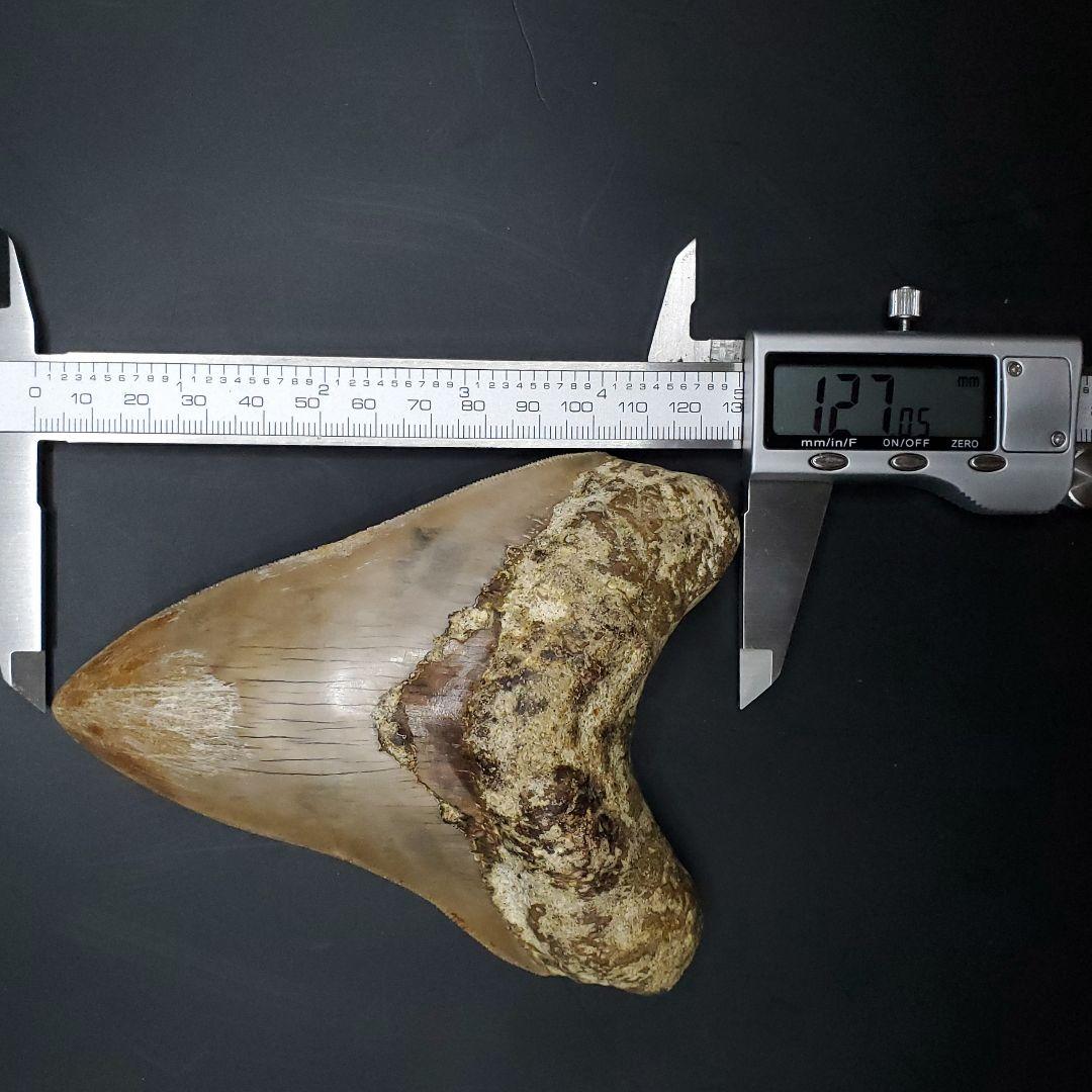 極上 メガロドン 歯 化石 本物 インドネシア 127.05mm mg8