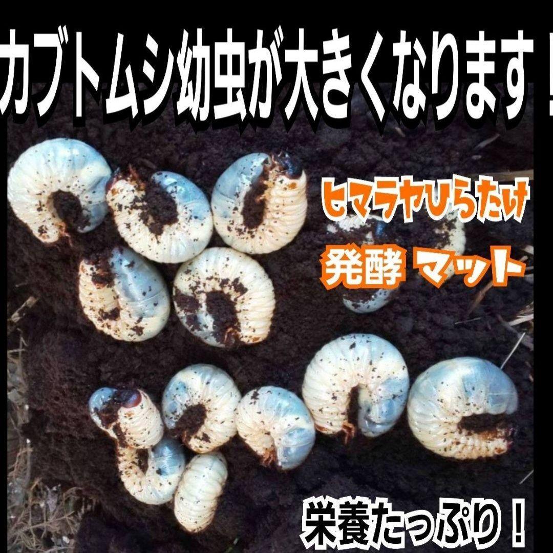 カブトムシ幼虫が大きくなります！発酵マット【たっぷり50リットル】雑虫わきません