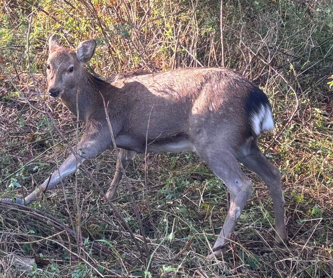 ウニ  日本鹿ジャーキー赤400g×5=2kg+骨300g×4=1.5kg