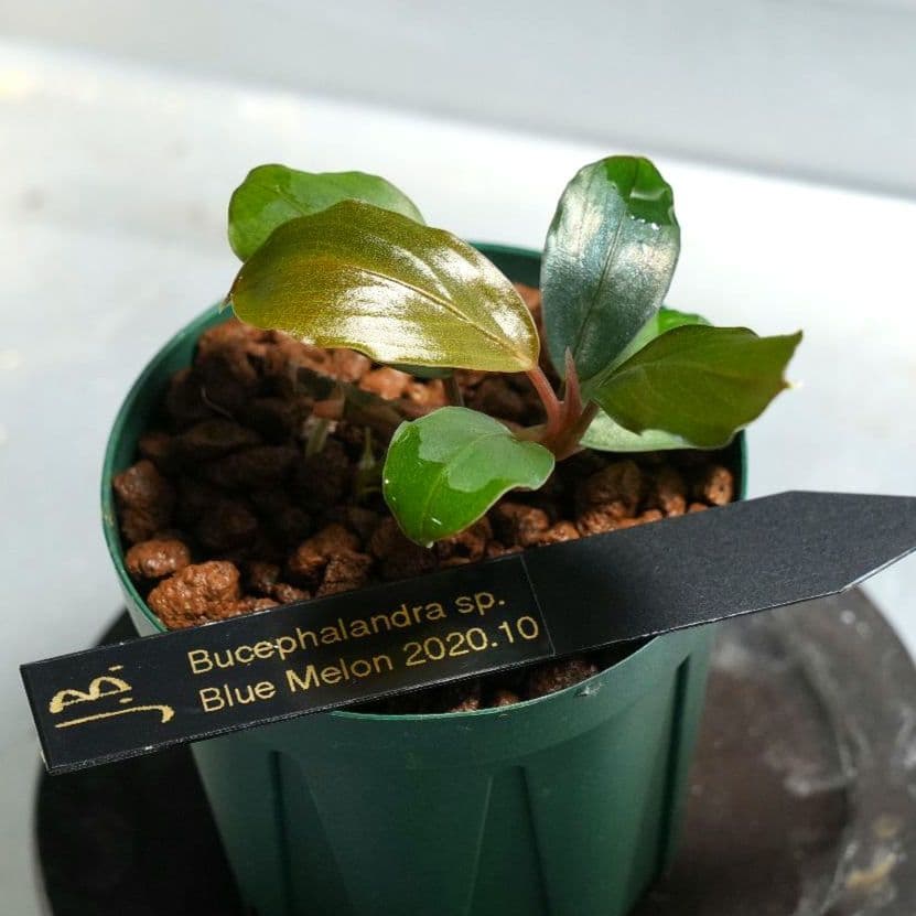 水草 Bucephalandra sp. Blue Melon 2020.10