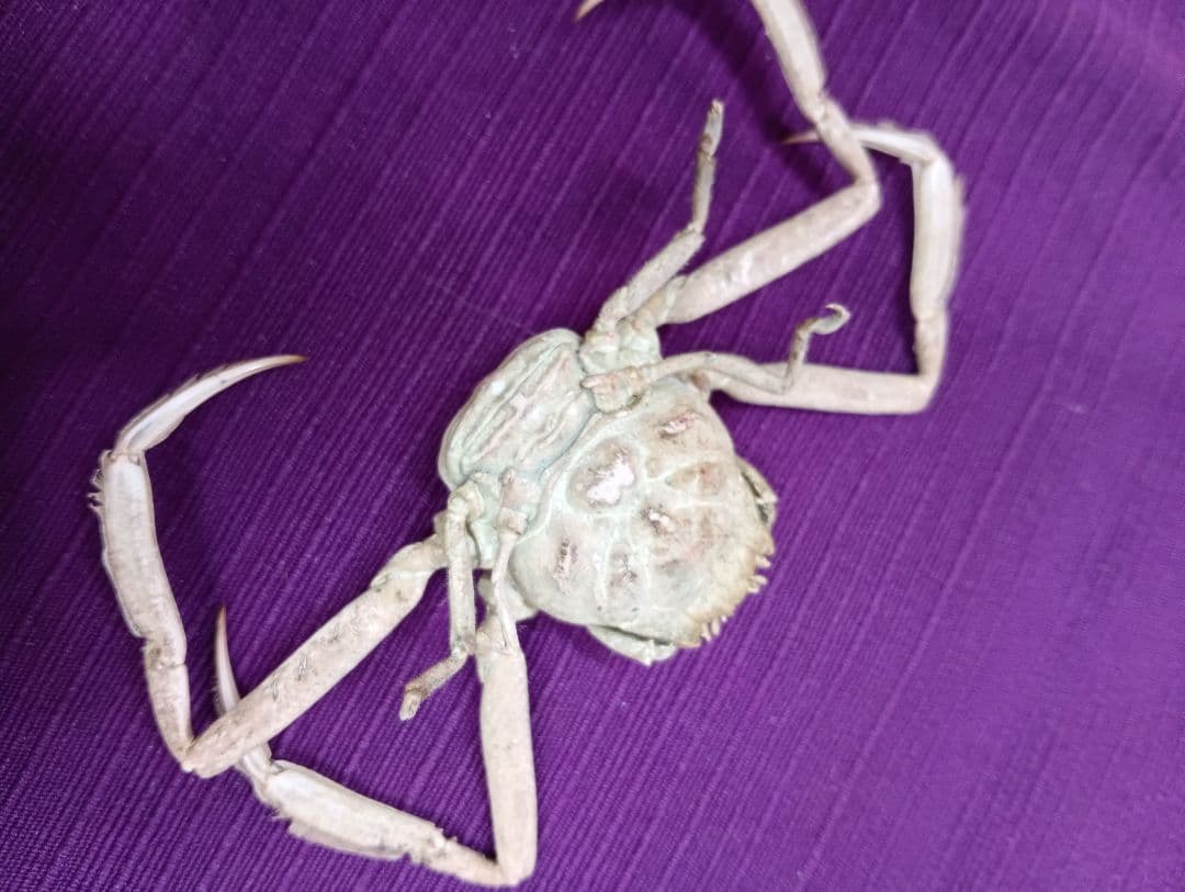 源平合戦古戦場讃岐屋島壇ノ浦周防下関檀之浦戦い平家武者怨霊海底人面蟹標本品