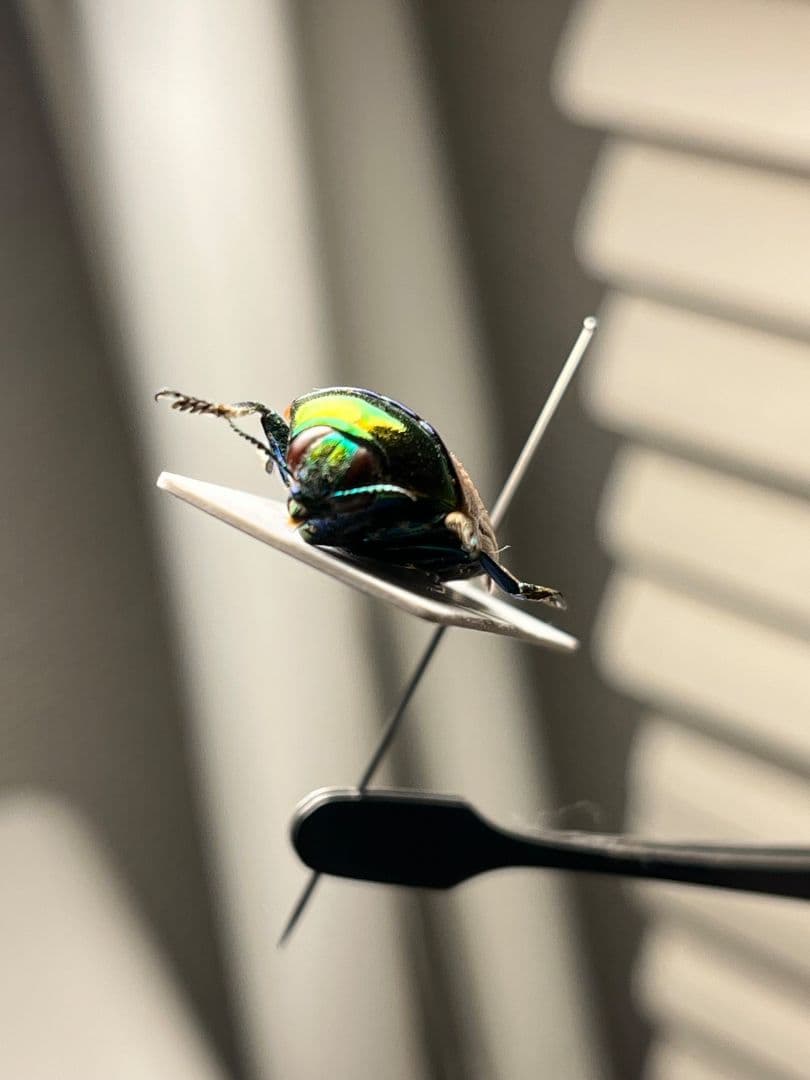 【26mm】ツマルリハデムカシタマムシ 標本 スハンダエ プラチナコガネ