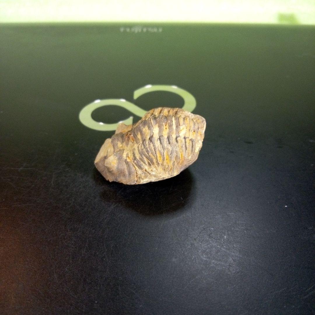三葉虫　化石　ボリビア産　南アメリカ　trilobite　南米産fossil②