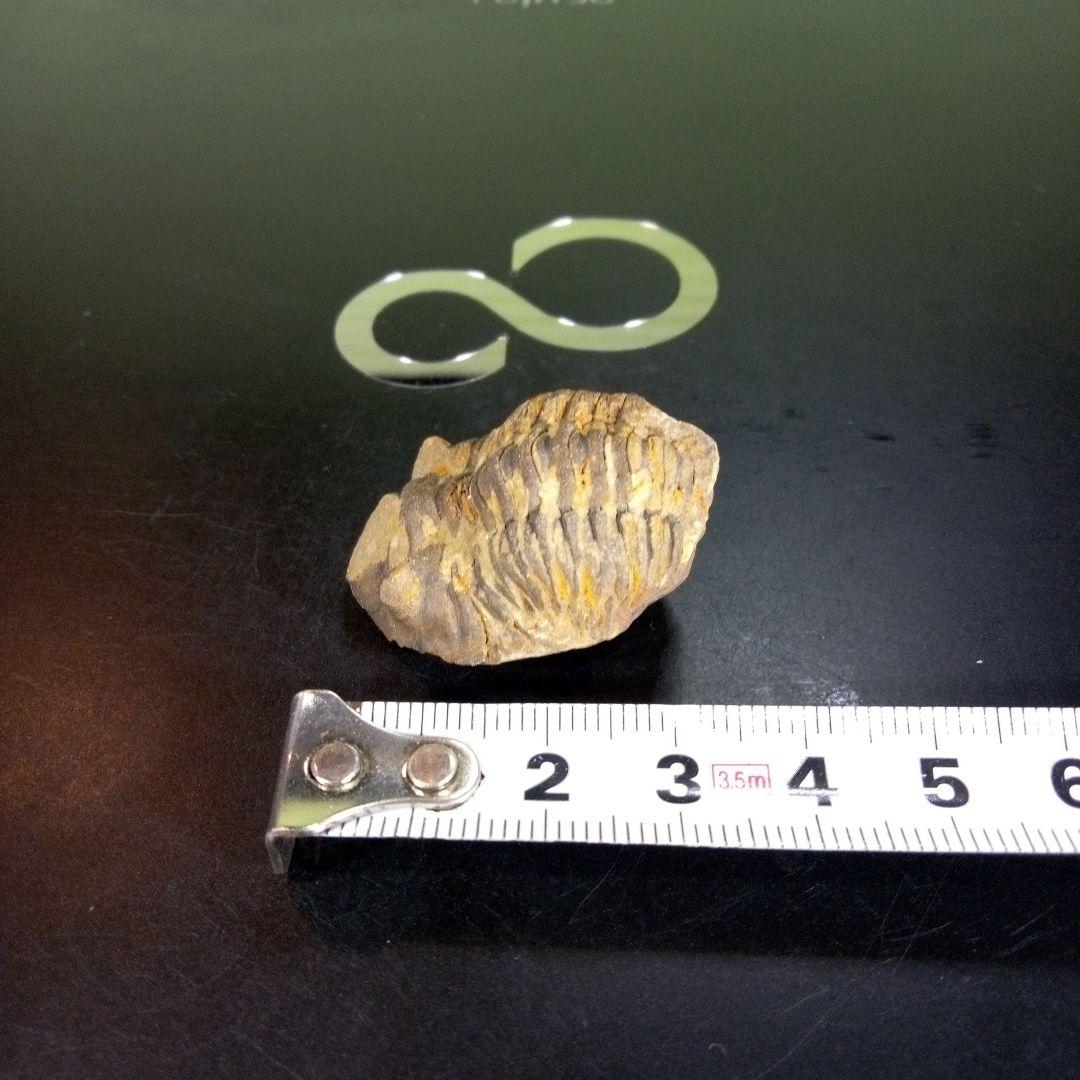 三葉虫　化石　ボリビア産　南アメリカ　trilobite　南米産fossil②